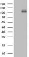 Cadherin 4 antibody, LS-C339294, Lifespan Biosciences, Western Blot image 