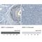 KIAA1789 antibody, NBP1-81375, Novus Biologicals, Immunohistochemistry paraffin image 