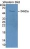 NUCB1 antibody, LS-C663329, Lifespan Biosciences, Western Blot image 