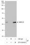 NSFL1 Cofactor antibody, GTX105035, GeneTex, Immunoprecipitation image 