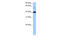 LOC390738 antibody, 30-691, ProSci, Western Blot image 