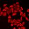 Calumenin antibody, LS-C668261, Lifespan Biosciences, Immunofluorescence image 