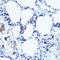 Monoamine Oxidase B antibody, GTX55711, GeneTex, Immunohistochemistry paraffin image 