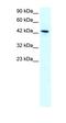 Kruppel Like Factor 15 antibody, orb329674, Biorbyt, Western Blot image 