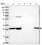 INO80 Complex Subunit E antibody, NBP1-86578, Novus Biologicals, Western Blot image 