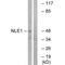 Notchless Homolog 1 antibody, A09529, Boster Biological Technology, Western Blot image 