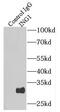 Inhibitor Of Growth Family Member 1 antibody, FNab04309, FineTest, Immunoprecipitation image 