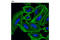 Beta-Actin antibody, 8457L, Cell Signaling Technology, Immunofluorescence image 