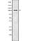 Thyroid Hormone Receptor Associated Protein 3 antibody, abx218973, Abbexa, Western Blot image 