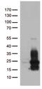 Heparin Binding EGF Like Growth Factor antibody, LS-C792999, Lifespan Biosciences, Western Blot image 