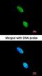 GTPase, IMAP Family Member 8 antibody, orb74291, Biorbyt, Immunofluorescence image 
