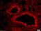 Brevican antibody, orb155612, Biorbyt, Immunohistochemistry paraffin image 