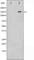 Nitric Oxide Synthase 3 antibody, abx010712, Abbexa, Western Blot image 