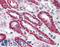 Calcium Sensing Receptor antibody, LS-B2894, Lifespan Biosciences, Immunohistochemistry paraffin image 