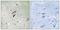 DNA polymerase-transactivated protein 2 antibody, LS-C119940, Lifespan Biosciences, Immunohistochemistry paraffin image 