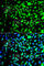 Fyn Related Src Family Tyrosine Kinase antibody, A7556, ABclonal Technology, Immunofluorescence image 