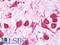 Calc antibody, LS-B10778, Lifespan Biosciences, Immunohistochemistry frozen image 