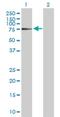 Zinc Finger And SCAN Domain Containing 18 antibody, H00065982-D01P, Novus Biologicals, Western Blot image 