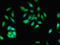 Microcephalin 1 antibody, LS-C378514, Lifespan Biosciences, Immunofluorescence image 