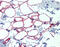 Nuclear Factor I C antibody, 27-258, ProSci, Immunohistochemistry frozen image 