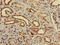 Protein Phosphatase 2 Catalytic Subunit Beta antibody, CSB-PA00985A0Rb, Cusabio, Immunohistochemistry frozen image 