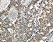 Docking Protein 2 antibody, AP0250, ABclonal Technology, Immunohistochemistry paraffin image 