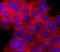 Ribosomal Protein S6 Kinase B1 antibody, MAB8964, R&D Systems, Immunofluorescence image 