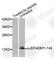 Eukaryotic Translation Initiation Factor 4E Binding Protein 1 antibody, AP0219, ABclonal Technology, Western Blot image 