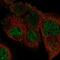 FGAM synthase antibody, PA5-54628, Invitrogen Antibodies, Immunofluorescence image 