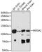 MAM Domain Containing Glycosylphosphatidylinositol Anchor 2 antibody, LS-C749947, Lifespan Biosciences, Western Blot image 