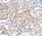 Four And A Half LIM Domains 5 antibody, PA5-50300, Invitrogen Antibodies, Immunohistochemistry frozen image 