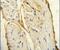 AIF1 antibody, PA5-23952, Invitrogen Antibodies, Immunohistochemistry paraffin image 