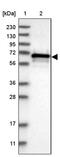 Cbl Proto-Oncogene Like 1 antibody, PA5-54503, Invitrogen Antibodies, Western Blot image 