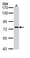 Receptor Interacting Serine/Threonine Kinase 1 antibody, PA5-29223, Invitrogen Antibodies, Western Blot image 