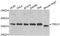 Three Prime Repair Exonuclease 1 antibody, PA5-77022, Invitrogen Antibodies, Western Blot image 