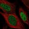 Sarcospan antibody, NBP2-56991, Novus Biologicals, Immunofluorescence image 