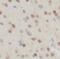 FXYD Domain Containing Ion Transport Regulator 6 antibody, FNab03261, FineTest, Immunohistochemistry paraffin image 