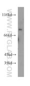 Transmembrane And Coiled-Coil Domain Family 1 antibody, 21099-1-AP, Proteintech Group, Western Blot image 