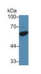 GATA Binding Protein 1 antibody, LS-C314476, Lifespan Biosciences, Western Blot image 