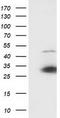 SSX Family Member 1 antibody, CF502726, Origene, Western Blot image 
