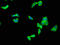 Ret Finger Protein Like 4B antibody, A63318-100, Epigentek, Immunofluorescence image 