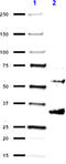 Presenilin 2 antibody, 814204, BioLegend, Western Blot image 