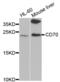 CD70 Molecule antibody, abx001649, Abbexa, Western Blot image 