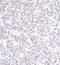 Protein Arginine Methyltransferase 1 antibody, NB100-2251, Novus Biologicals, Immunohistochemistry paraffin image 