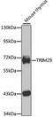 Tripartite Motif Containing 29 antibody, 22-993, ProSci, Western Blot image 