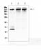 Inositol 1,4,5-Trisphosphate Receptor Type 1 antibody, PB9225, Boster Biological Technology, Western Blot image 