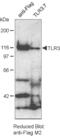 Toll Like Receptor 3 antibody, ALX-804-474-C050, Enzo Life Sciences, Immunoprecipitation image 