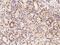 Replication factor C subunit 3 antibody, GTX02374, GeneTex, Immunohistochemistry paraffin image 