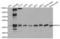 Nerve Growth Factor Receptor antibody, A2097, ABclonal Technology, Western Blot image 