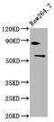 SWI/SNF Related, Matrix Associated, Actin Dependent Regulator Of Chromatin, Subfamily D, Member 2 antibody, CSB-PA846114LA01HU, Cusabio, Western Blot image 